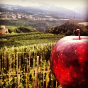 La mela regina di Pomaria a Casez in Val di Non